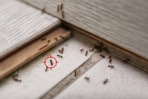 Best Affordable Pest Control Services  in Benton, LA