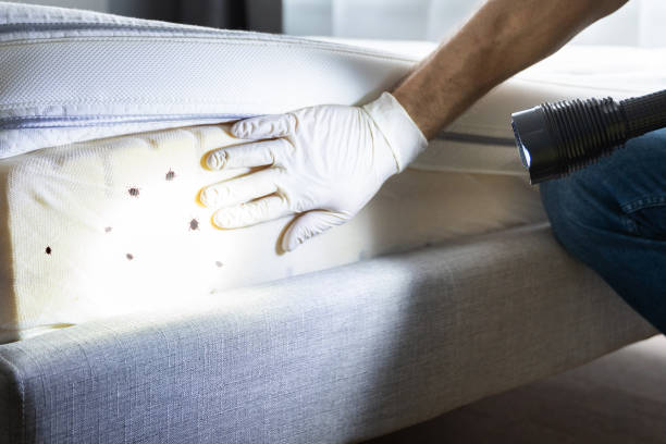 Professional Pest Control in Benton, LA