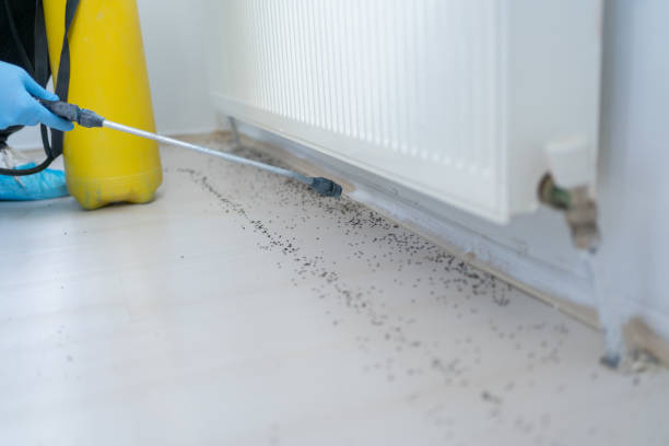 Best Flea Control Services  in Benton, LA
